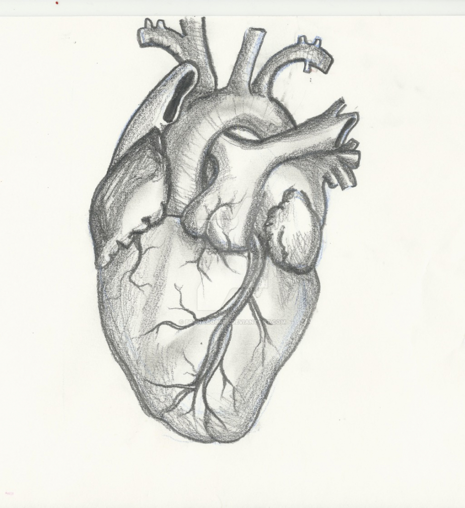 2 heart sketch