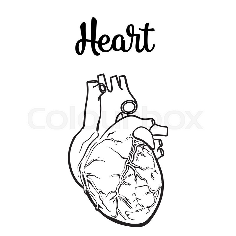 800x800 Anatomical Human Heart, Sketch Hand Drawn Illustration Isolated On - Heart Sketch