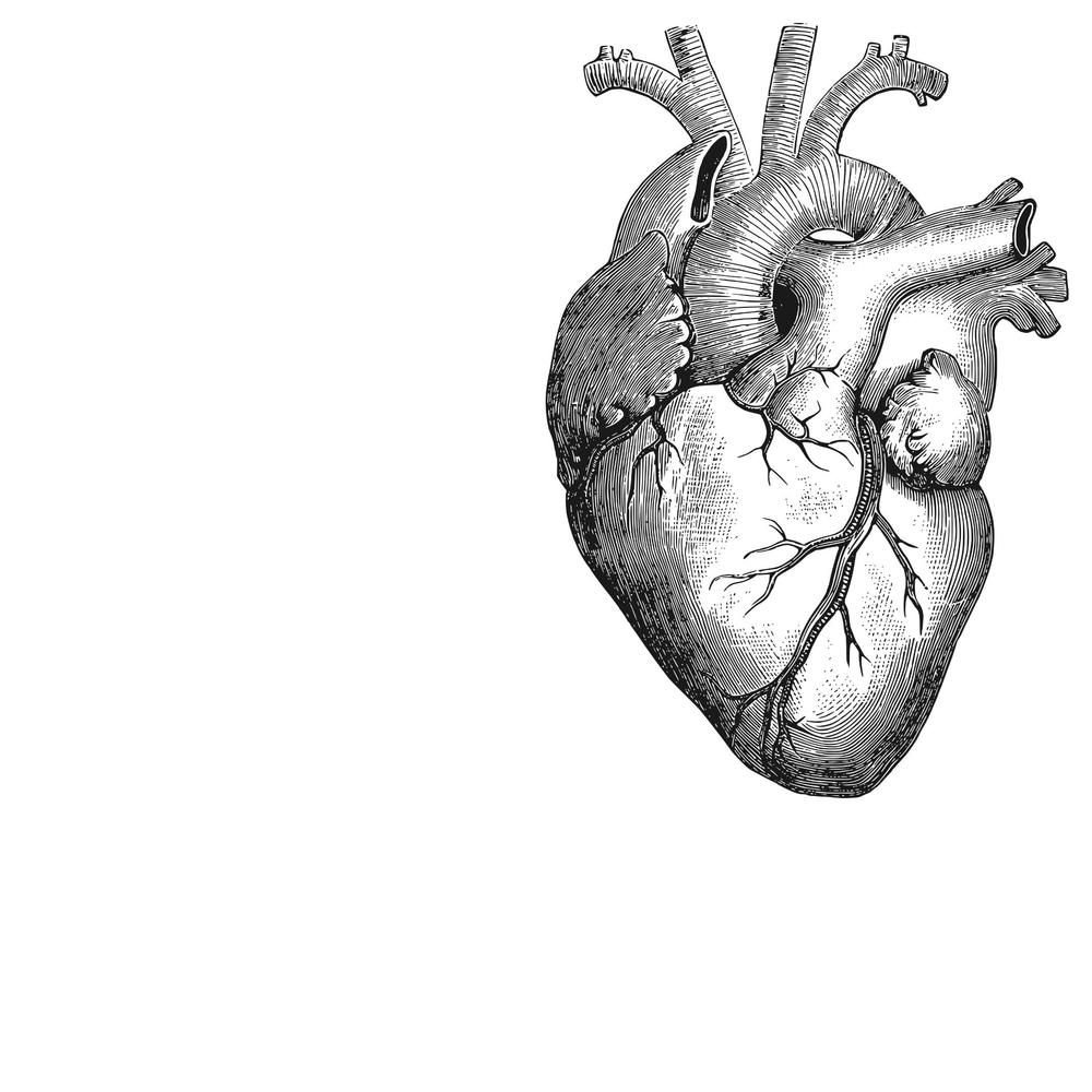 heart sketch