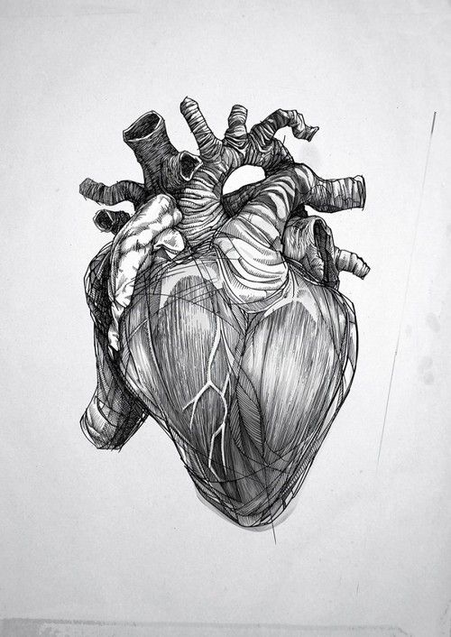 500x706 Anatomical Heart Sketch Body Art Art, Drawings And - Heart Sketch Tattoo