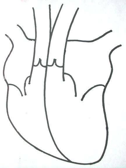 432x576 Sketch Simple Heart Diagram - Heart Sketches