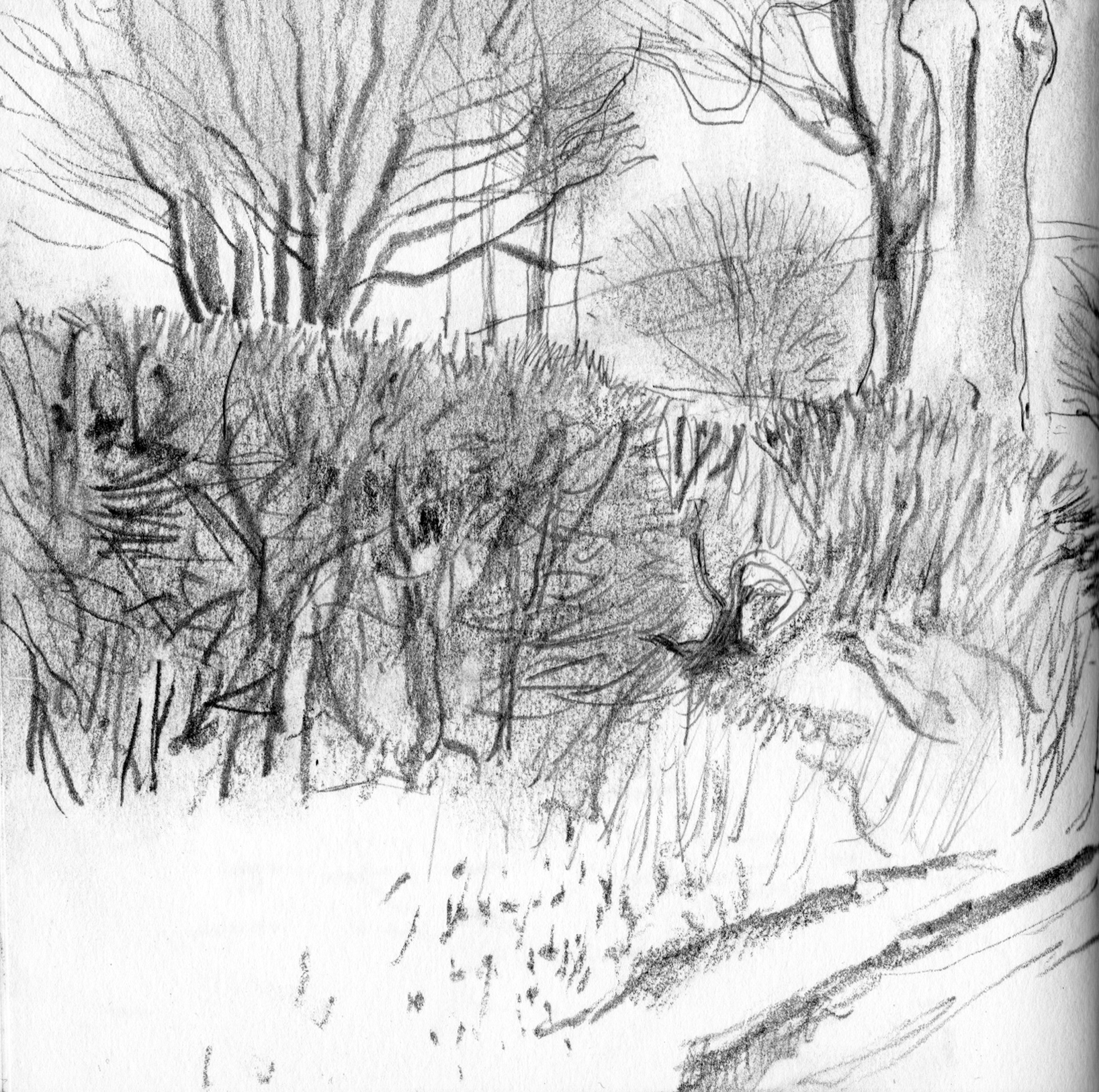 1636x1627 Some More Winter Sketches - Hedge Sketch