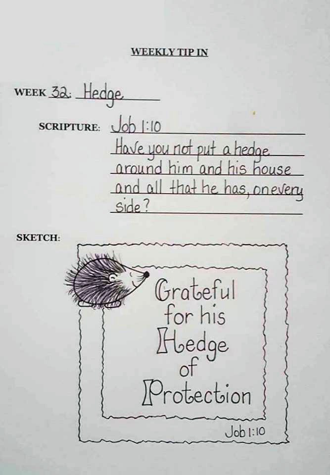 667x960 Tip In Project - Hedge Sketch