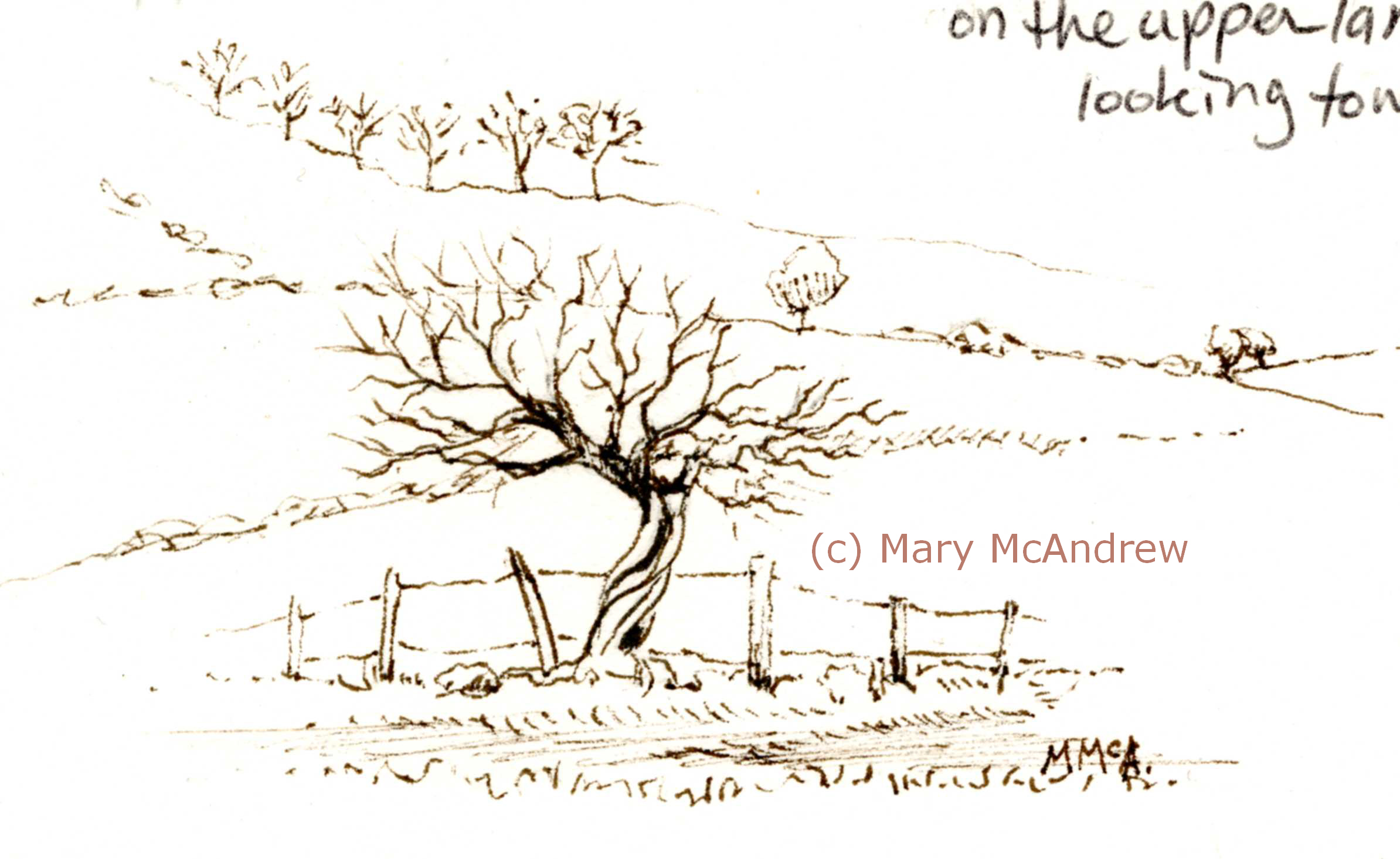 2388x1466 Mini Sketch Journal Mary Mcandrew - Hedge Sketch