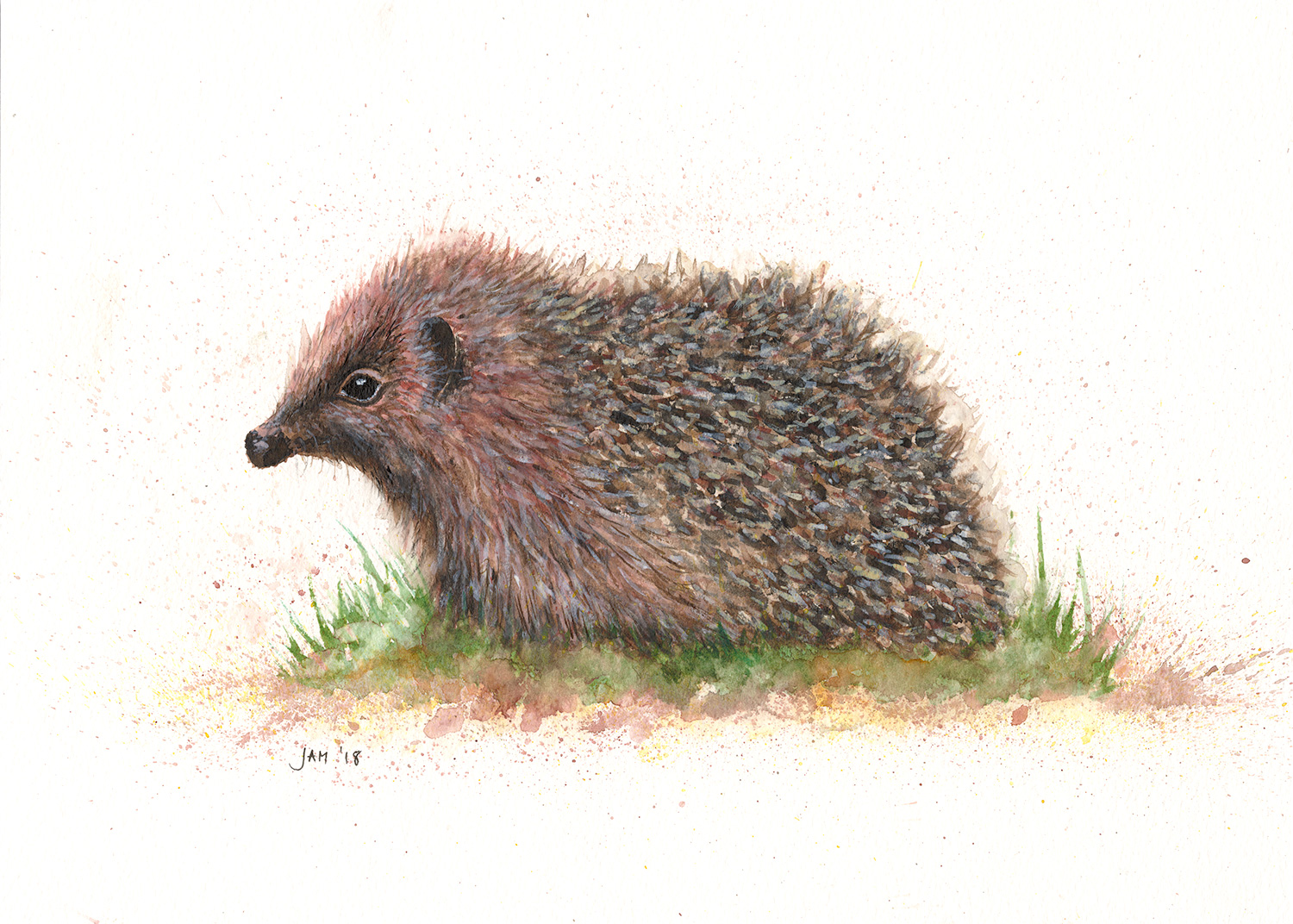 1500x1072 Hedgehog - Hedgehog Sketch