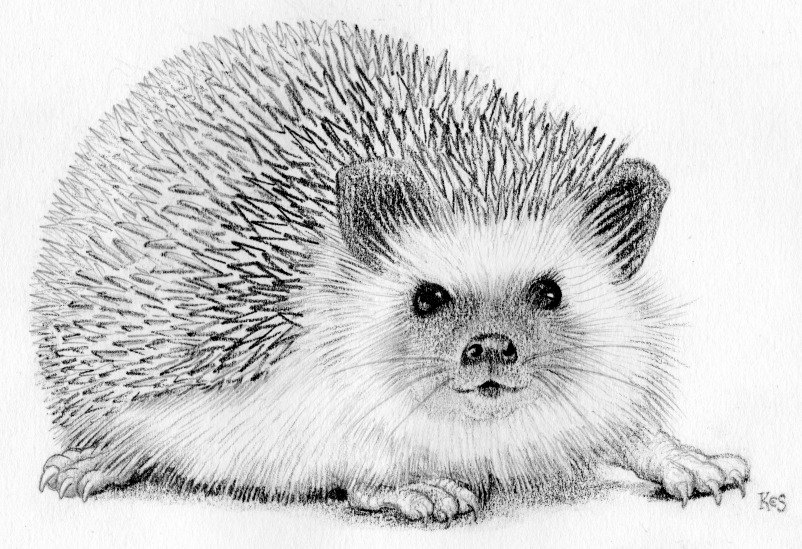802x549 Affordable British Art - Hedgehog Sketch