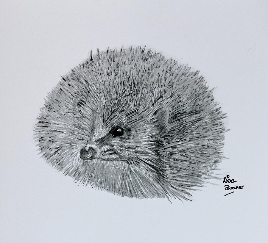 900x817 Hedgehog Pencil Sketch From Under The Prickles Drawing By Lisa Straker - Hedgehog Sketch