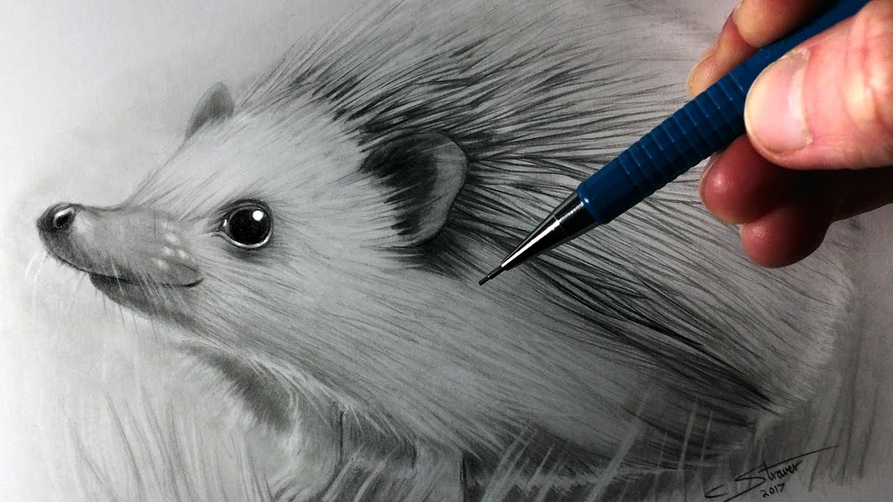 1280x720 How To Draw A Hedgehog - Hedgehog Sketch