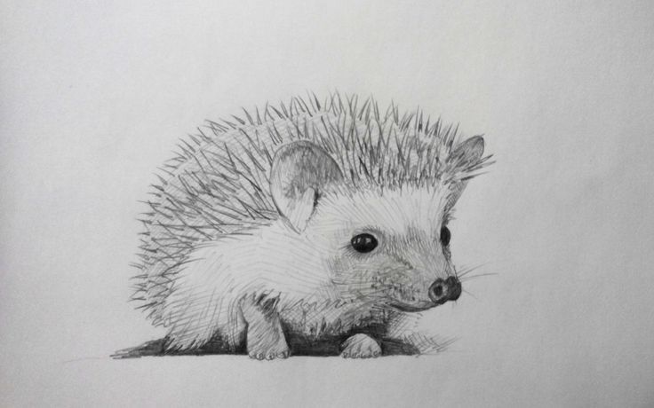 736x460 Cute Hedgehog Drawing - Hedgehog Sketch