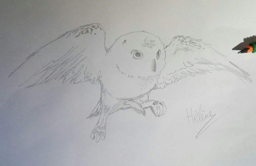 1024x666 Hedwig Drawing Harry Potter Amino - Hedwig Sketch