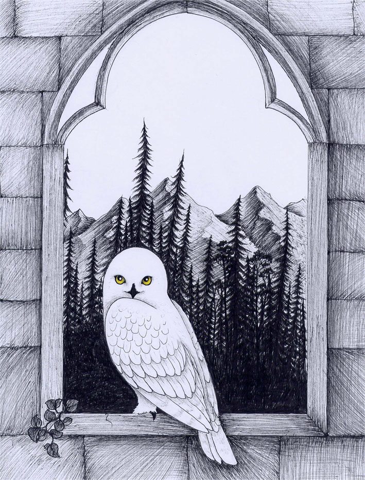 709x933 Hedwig The Harry Potter Lexicon - Hedwig Sketch