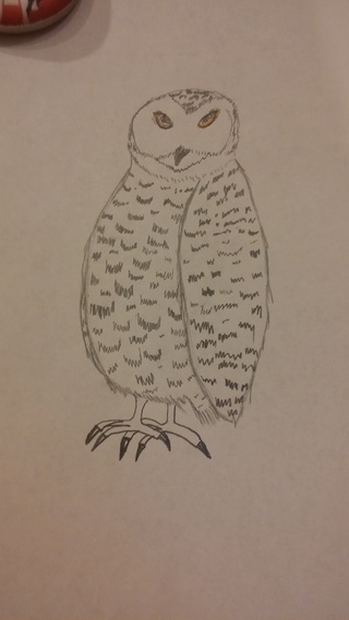 320x569 So. I Drew Hedwig. Not Completely Realistic But I Tryed. - Hedwig Sketch