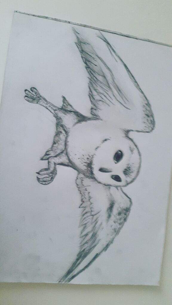 576x1024 My Hedwig Drawing Harry Potter Amino - Hedwig Sketch