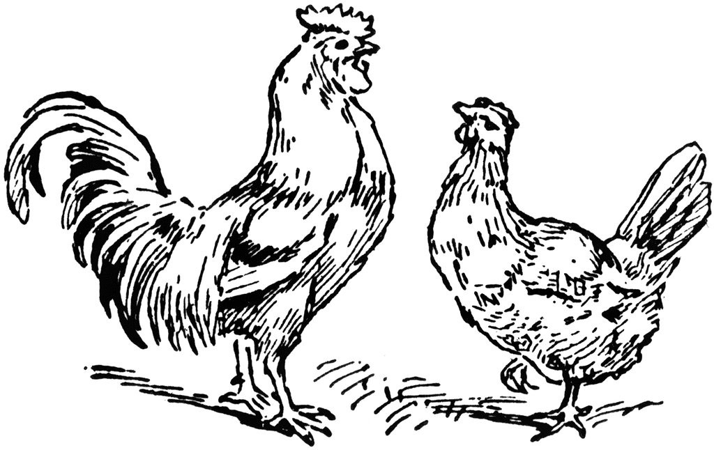 1024x646 Hen Sketch Drawing Skill - Hen Sketch