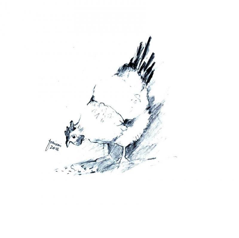 800x799 Hen Sketch! - Hen Sketch