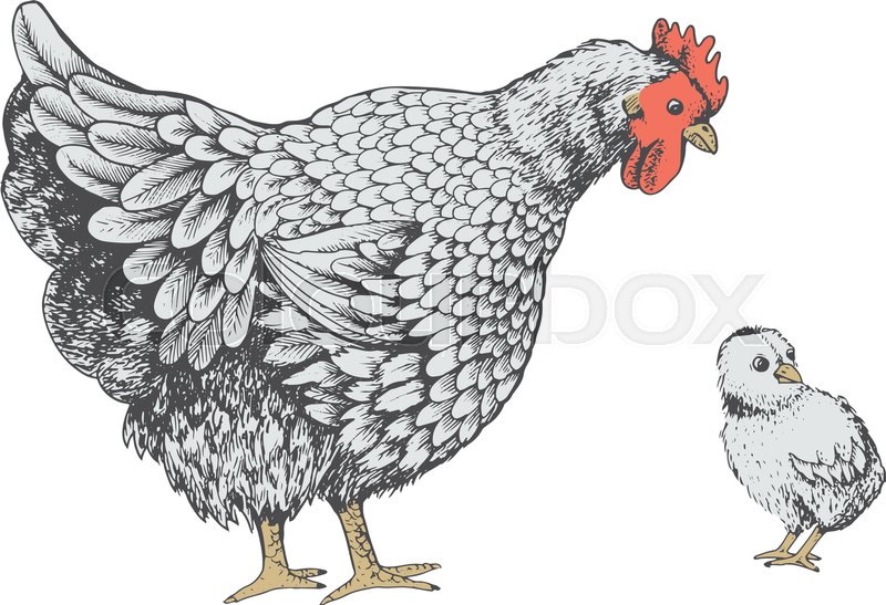 800x547 Illustration Little Chicken And Hen. Series Of Farm Animals - Hen Sketch