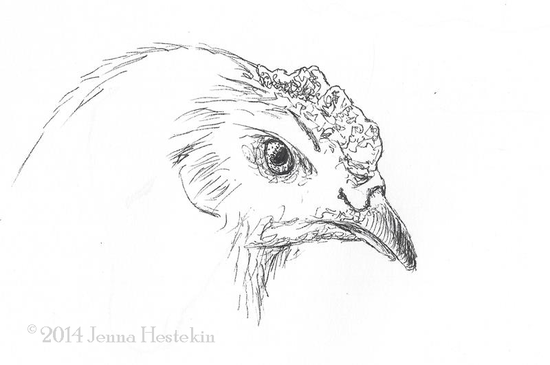 800x531 Sketches Of A Horse, A Hen, An Eagle, And A Longhorn The Cozy Red - Hen Sketch