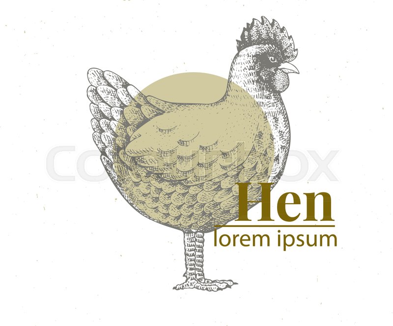 800x664 Vector Hand Drawn Chicken Illustration. Vintage Engraving Style - Hen Sketch