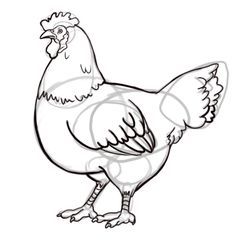 236x236 Hen Drawings Outline - Hen Sketch