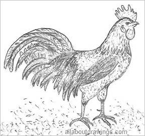 289x271 Copy These Simple Rooster Drawings - Hen Sketch