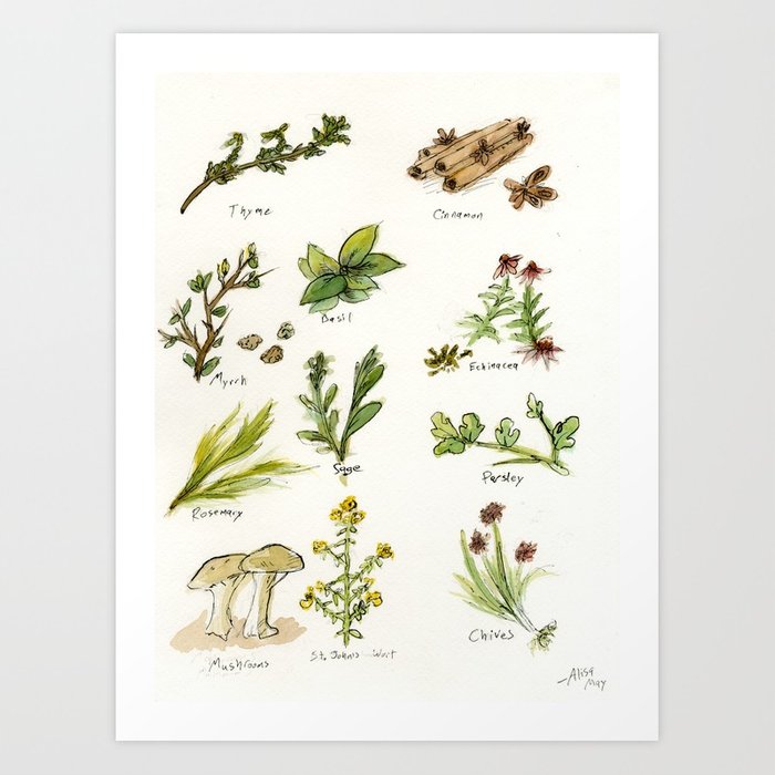 700x700 Herb Sketches Art Print By Alisamayk Society6 - Herb Sketches