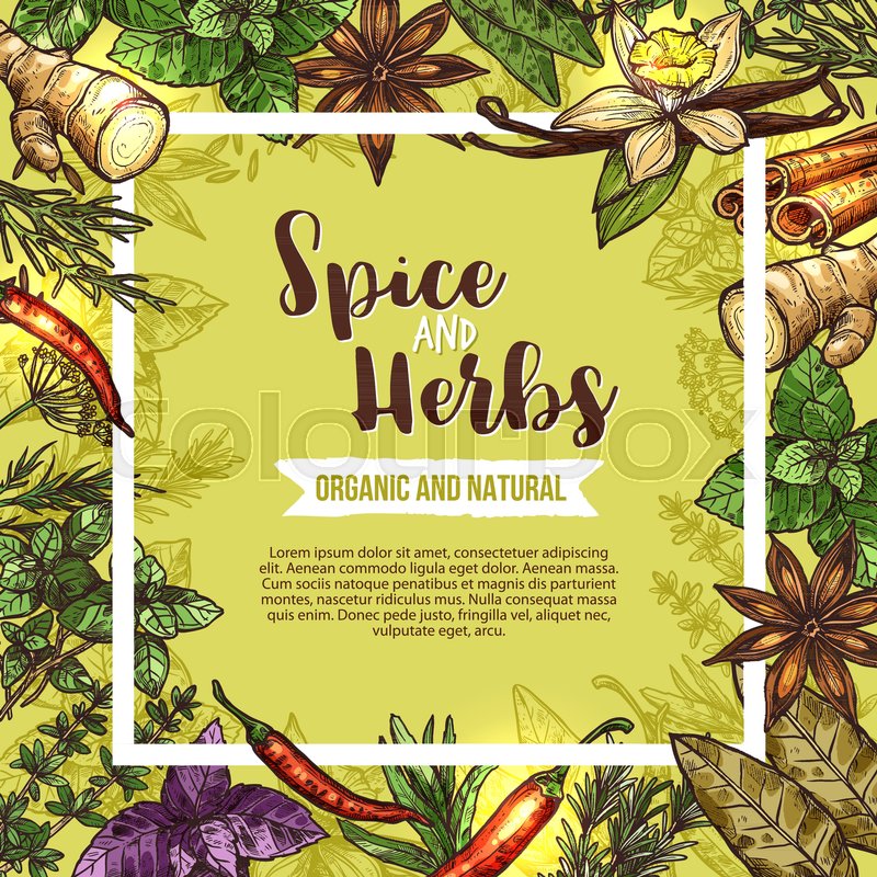 800x800 Herb And Spice Poster With Frame Of Seasoning Sketches. Rosemary - Herb Sketches