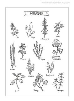 236x323 Herb Drawings Pallet Artideas Drawings, Herbs And Art - Herb Sketches