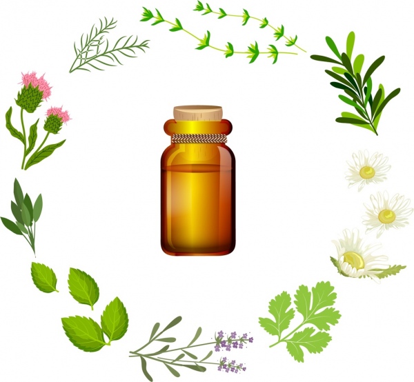 600x554 Herbal Icons Design Various Plants Colored Sketch Free Vector In - Herb Sketches