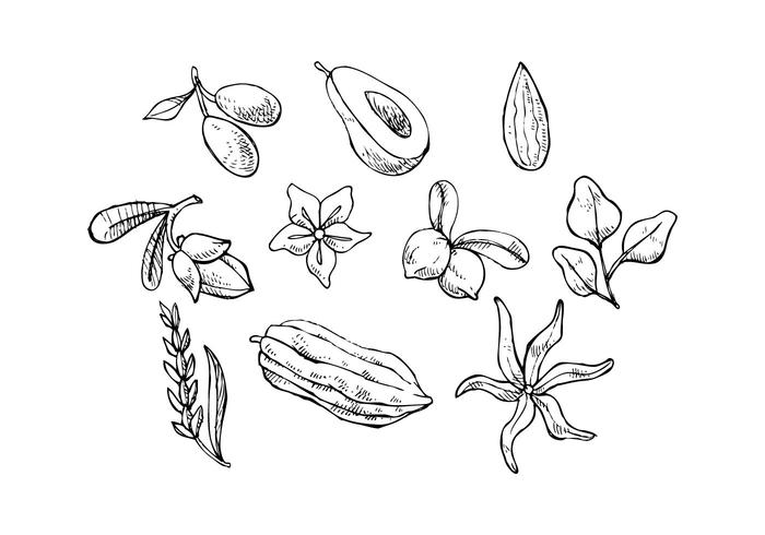 700x490 Herbs Free Vector Art - Herb Sketches