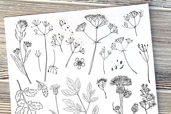 600x400 Herbs And Flowers - Herb Sketches