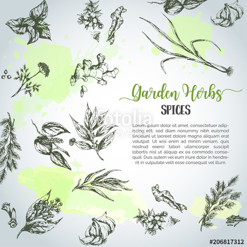500x500 Herbs And Spices Background. Herb, Plant, Spice Hand Drawn Set - Herb Sketches