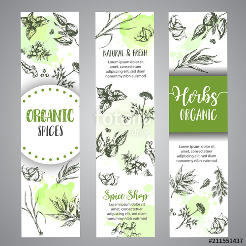 500x500 Herbs And Spices Vertical Banners. Herb, Plant, Spice Hand Drawn - Herb Sketches