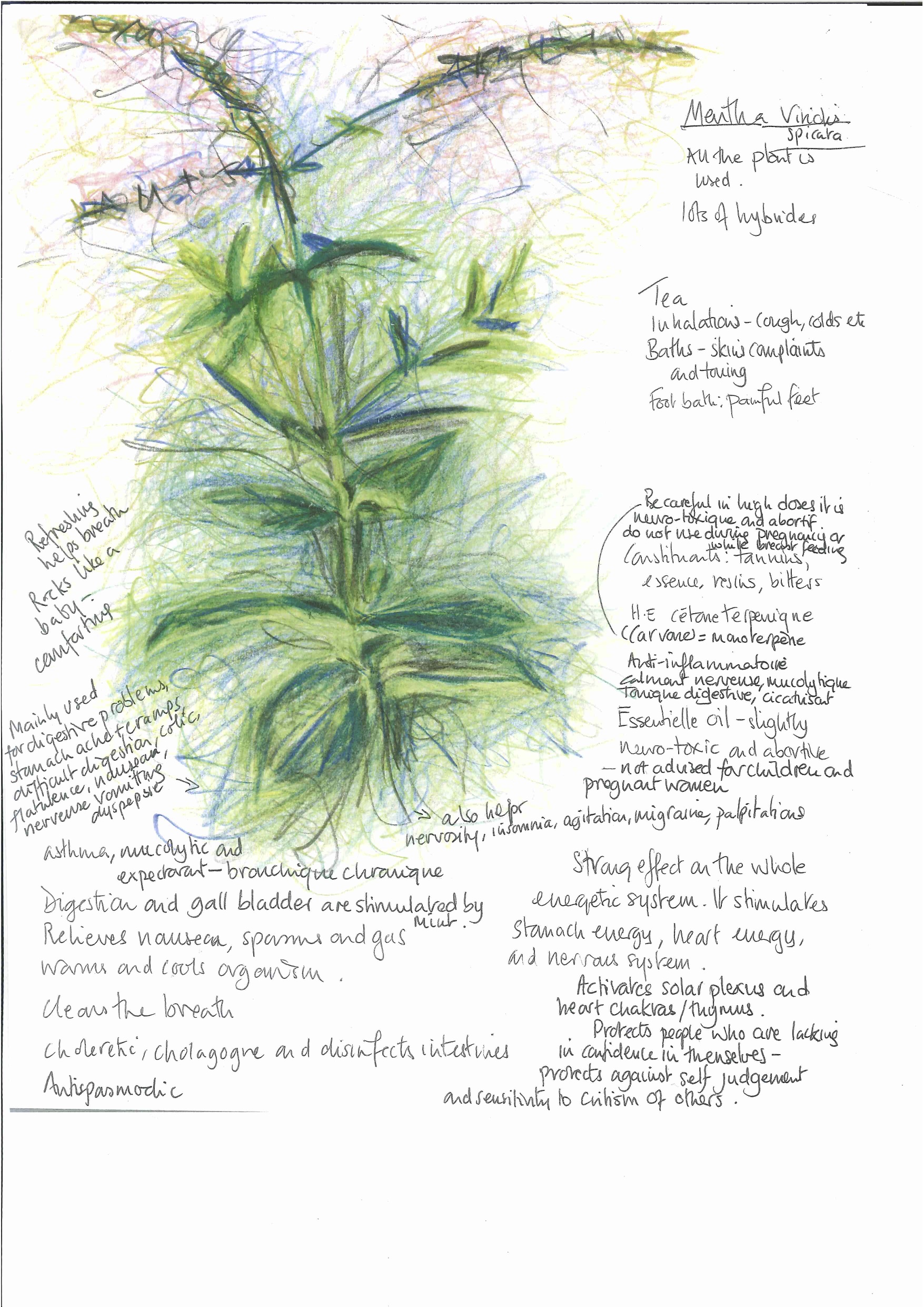 1755x2481 Plant Sketches Cathy Skipper - Herb Sketches