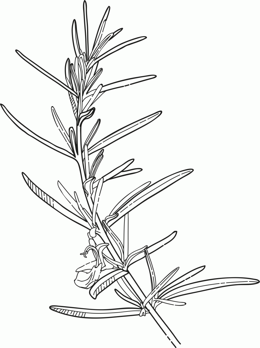 899x1200 Rosemary Gourmet Garden - Herb Sketches
