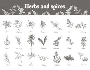 310x240 Set Herbs And Spices. Sketch Vector Vintage Podkowa - Herb Sketches