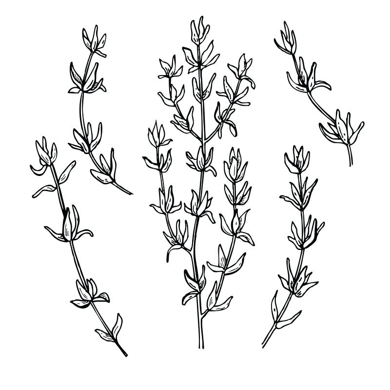 800x800 Thyme Drawing Ashleysuh - Herb Sketches