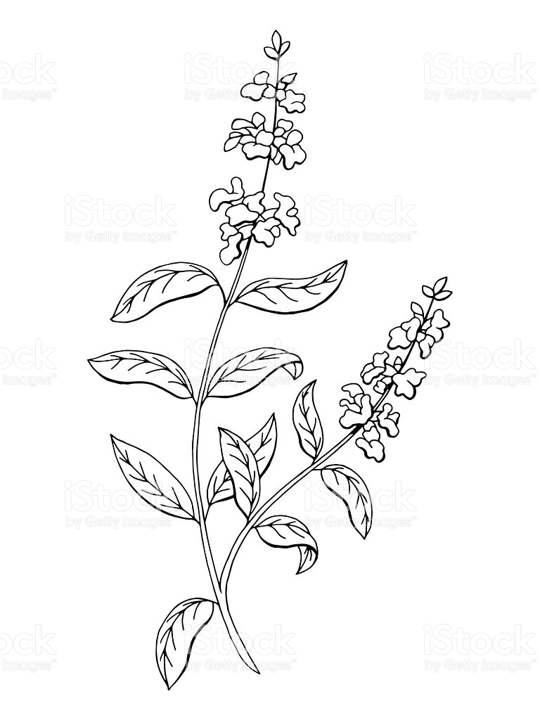 768x1024 Drawn Herbs Sage Plant Free Collection Download And Share Drawn - Herb Sketches