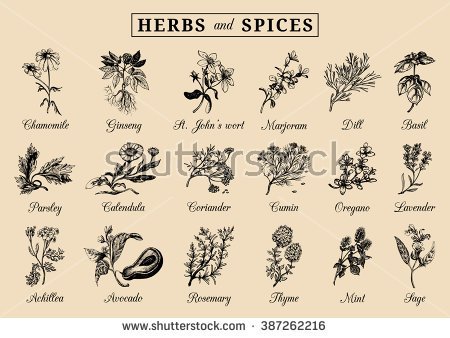 450x338 Drawn Herbs Herbal Plant - Herb Sketches