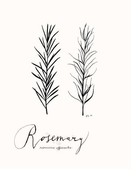 432x559 Drawn Herbs Rosemary Plant - Herb Sketches