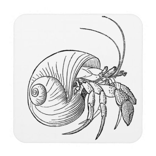 Hermit Crab Sketch at Explore collection of Hermit