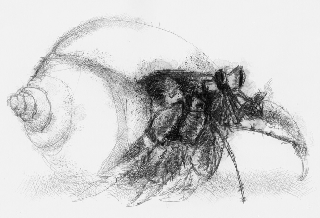 1024x698 Hermit Crab - Hermit Crab Sketch