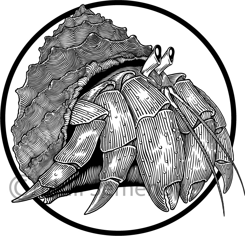 801x773 Hermit Crab By Skirill - Hermit Crab Sketch
