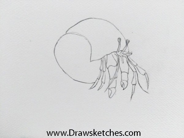 600x450 How To Draw A Hermit Crab In 8 Easy And Detailed Steps With - Hermit Crab Sketch