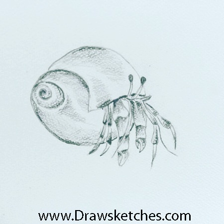 450x450 How To Draw A Hermit Crab - Hermit Crab Sketch