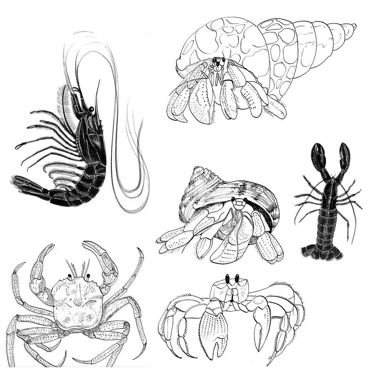 Hermit Crab Sketch at Explore collection of Hermit