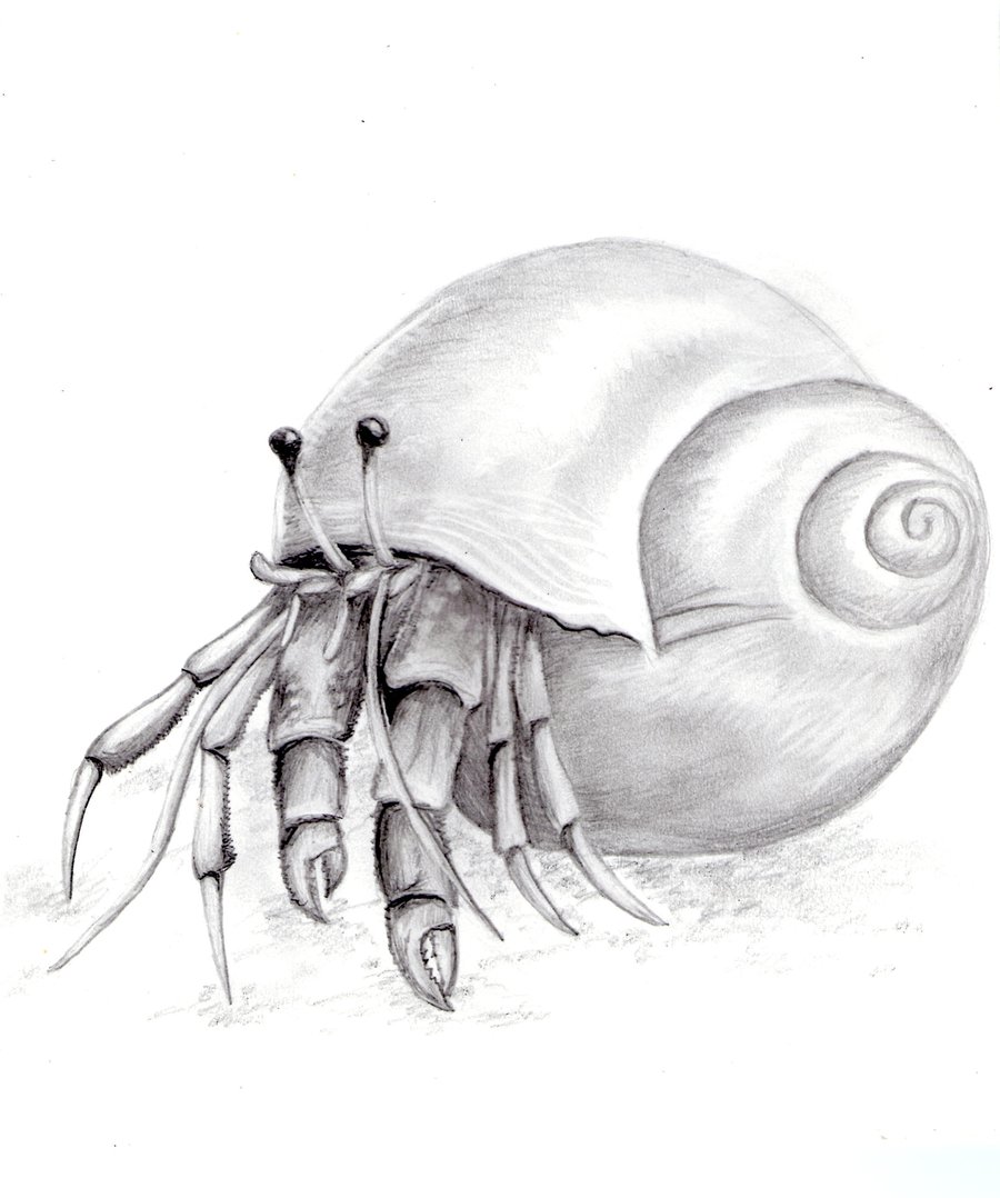 900x1078 Hermit Crab By Kittycat727 - Hermit Crab Sketch