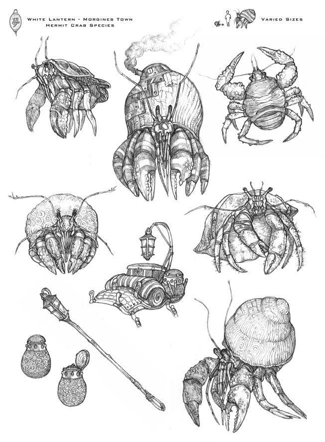 652x888 Hermit Crab Drawing - Hermit Crab Sketch