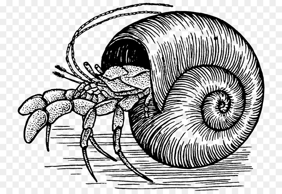 900x620 A House For Hermit Crab Drawing Sketch - Hermit Crab Sketch