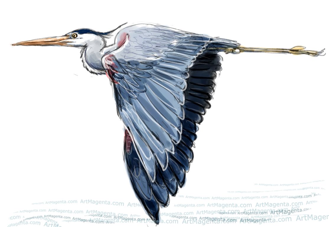 1114x770 Great Blue Heron Sketch - Heron Sketch