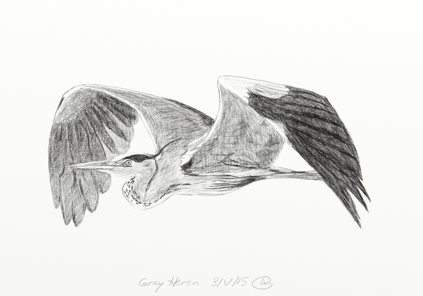 1417x992 Grey Heron In Flight Bird Sketches - Heron Sketch
